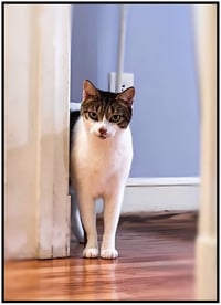 Pipo - Photo 3