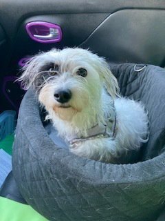 Heidi Image