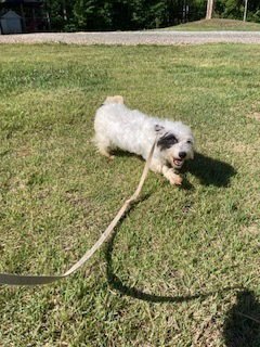 HEIDI - Terrier available for adoption