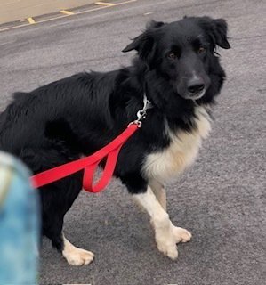 LUCKY - Border Collie available for adoption