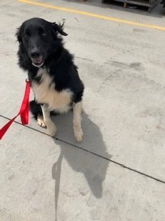 LUCKY - Border Collie available for adoption
