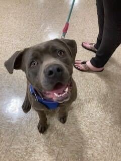 MIXEL - Labrador Retriever available for adoption