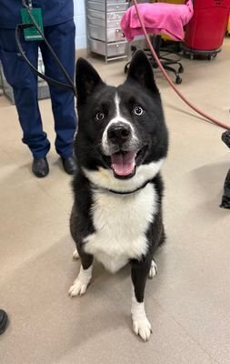 ACE - Siberian Husky / Border Collie for adoption in Silver Spring
