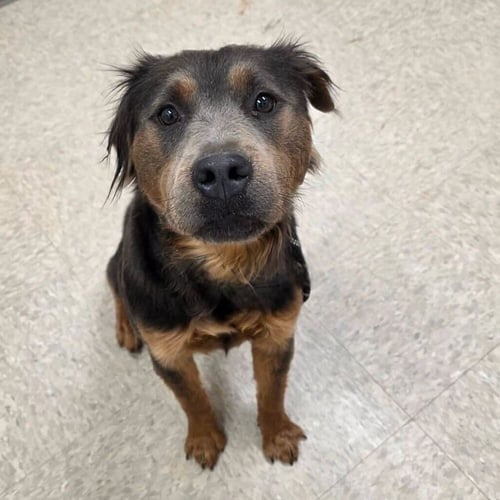 WYOMING - Terrier available for adoption