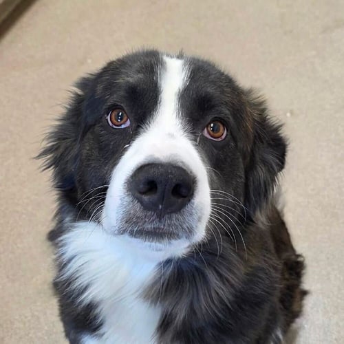 MAINE - Collie available for adoption