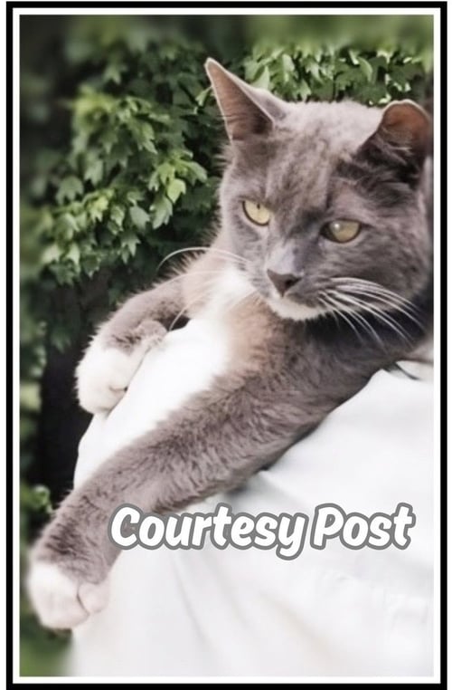BIG BOY - Domestic Short Hair available for adoption