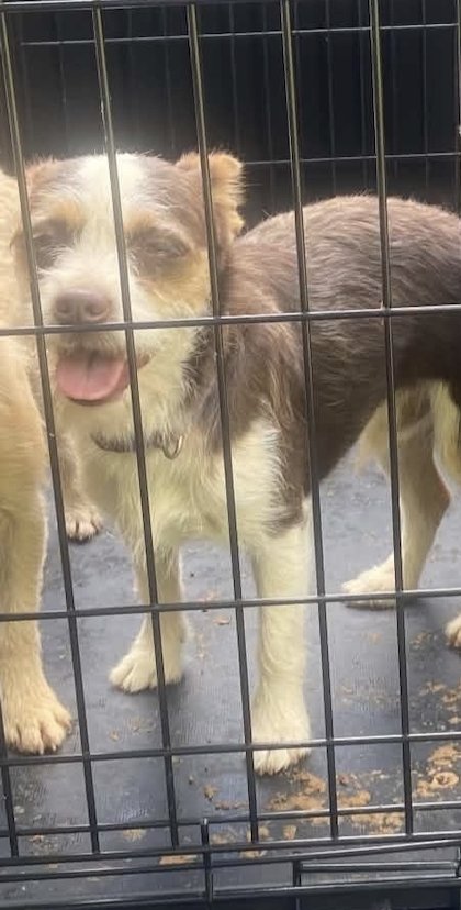 CEPHUS - Chihuahua available for adoption
