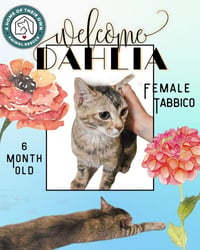 Dahlia - Photo 1