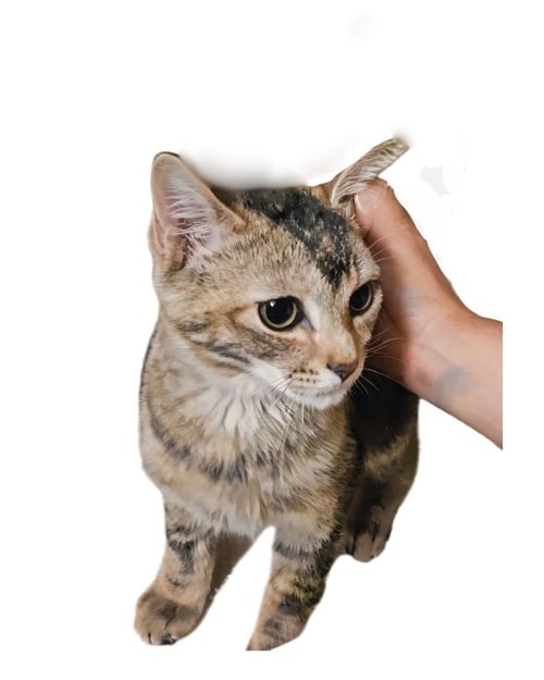 DAHLIA - Domestic Short Hair / Calico available for adoption