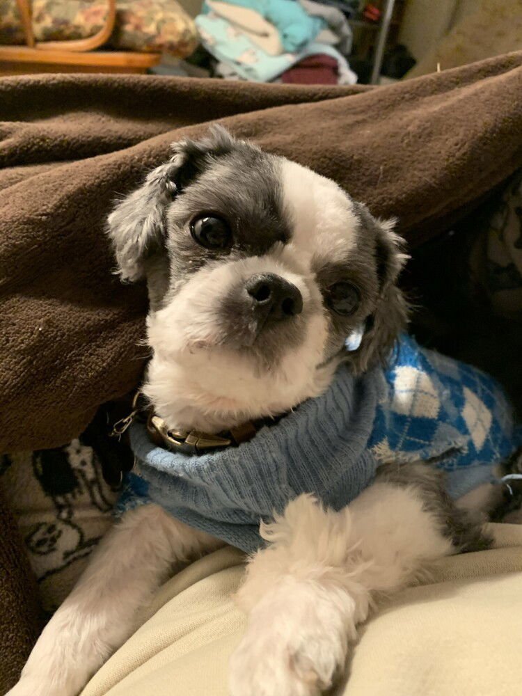 BEAU - Shih Tzu for adoption in Silver Spring