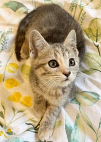Muffin - Photo 1