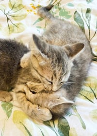 Muffin - Photo 2