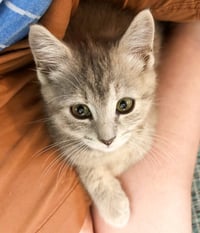 Muffin - Photo 4