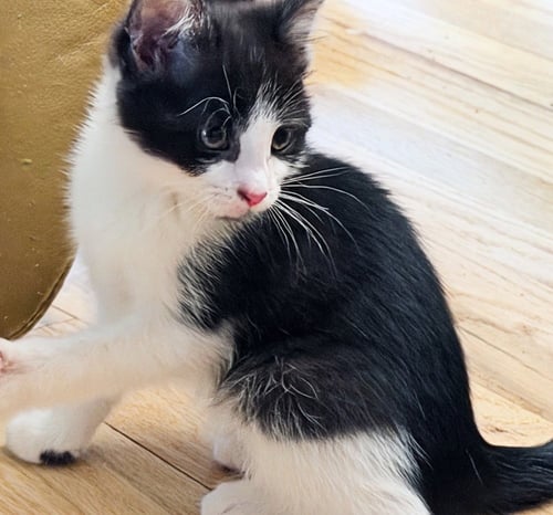 CHARMING - Domestic Short Hair available for adoption