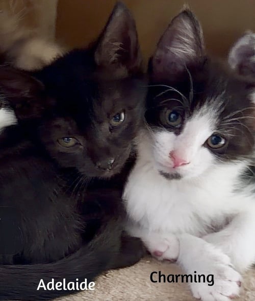 CHARMING - Domestic Short Hair available for adoption