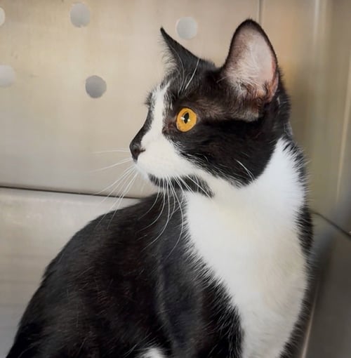PRINCESS - Domestic Short Hair available for adoption