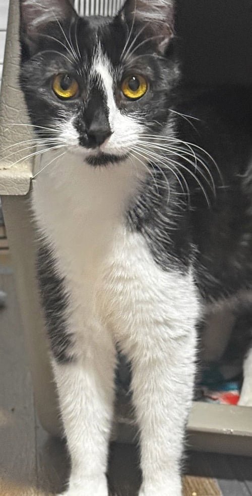 PRINCESS - Domestic Short Hair available for adoption