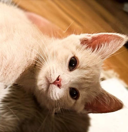 OLIVER - Domestic Short Hair available for adoption