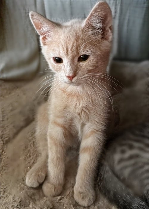 OLIVER - Domestic Short Hair available for adoption