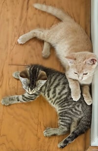 Oliver - Photo 4