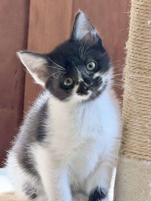 MATILDA - Domestic Short Hair available for adoption