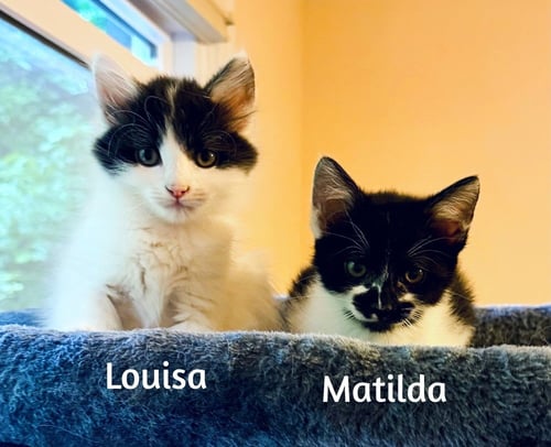 MATILDA - Domestic Short Hair available for adoption