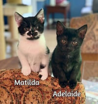 Matilda - Photo 3