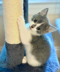 Guinevere - Photo 2