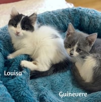 Guinevere - Photo 3
