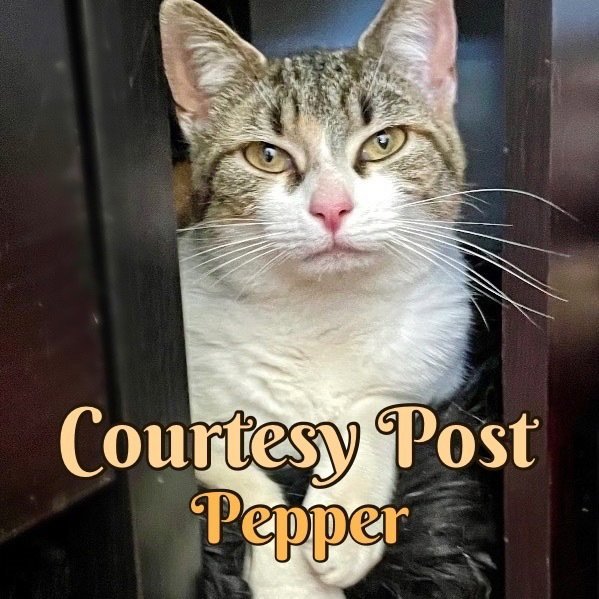 Pepper Image