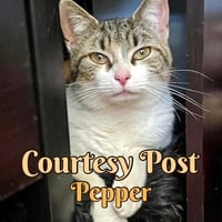 Pepper - Photo 1