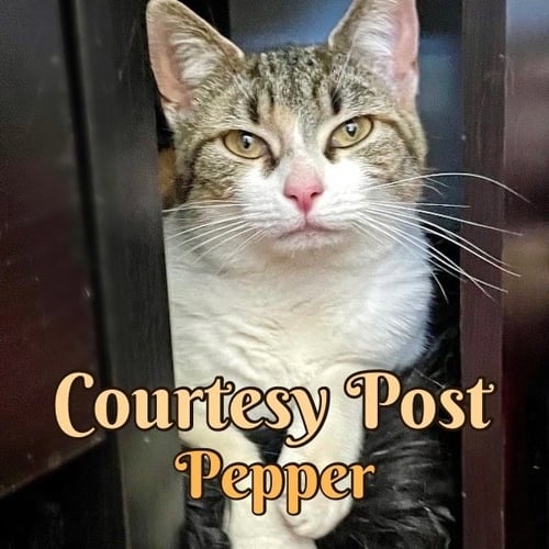 PEPPER - Calico / Domestic Short Hair available for adoption