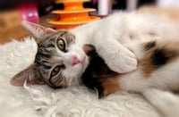 Pepper - Photo 3