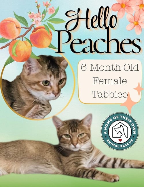 PEACHES - Domestic Short Hair / Calico available for adoption