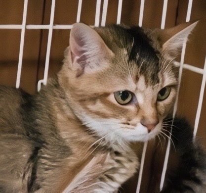 PEACHES - Domestic Short Hair / Calico available for adoption