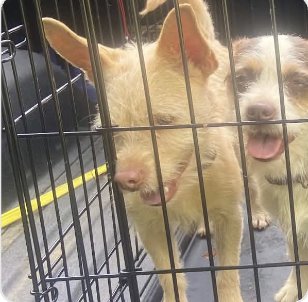 SPANKY - Chihuahua available for adoption