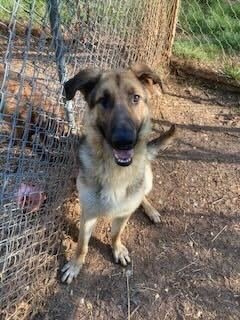 CELSIAN - German Shepherd Dog for adoption in Silver Spring
