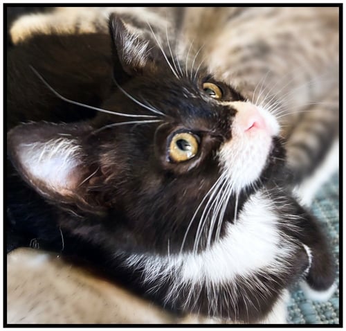 PIXIE - Domestic Short Hair available for adoption