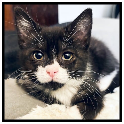 PIXIE - Domestic Short Hair available for adoption