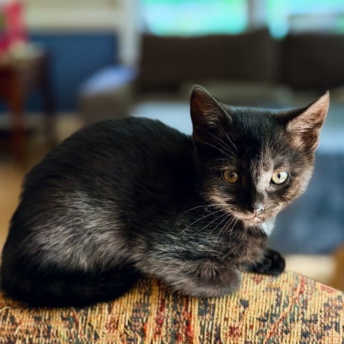 ADELAIDE - Domestic Short Hair available for adoption