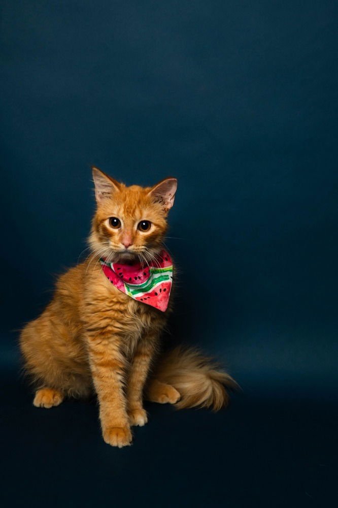 VAHNI - Domestic Long Hair available for adoption