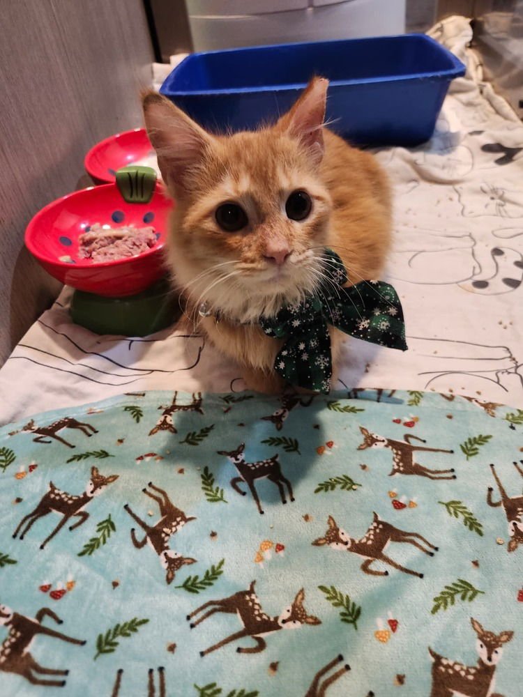 VAHNI - Domestic Long Hair available for adoption