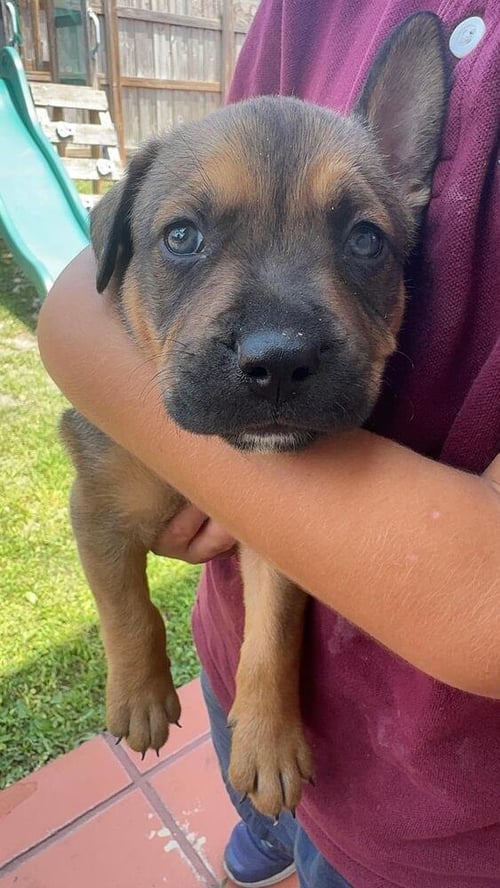 SCOUT - Terrier available for adoption