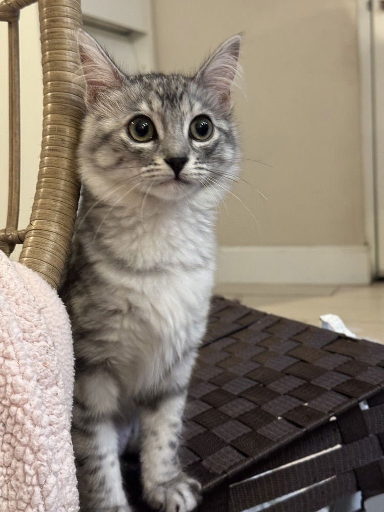 BLUE - Domestic Short Hair available for adoption