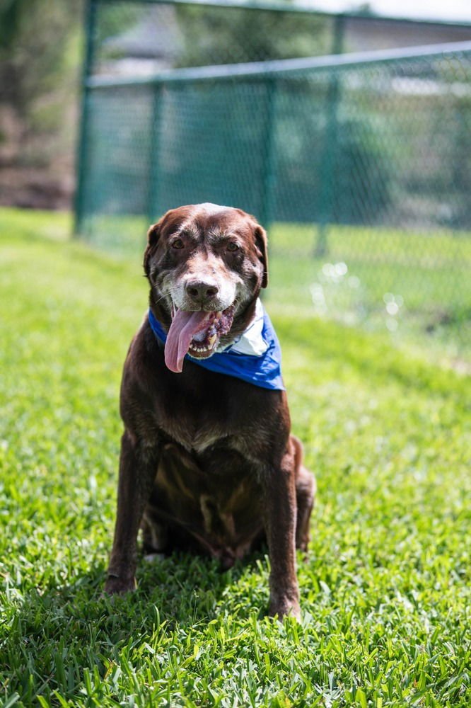 LINCOLN - Labrador Retriever available for adoption