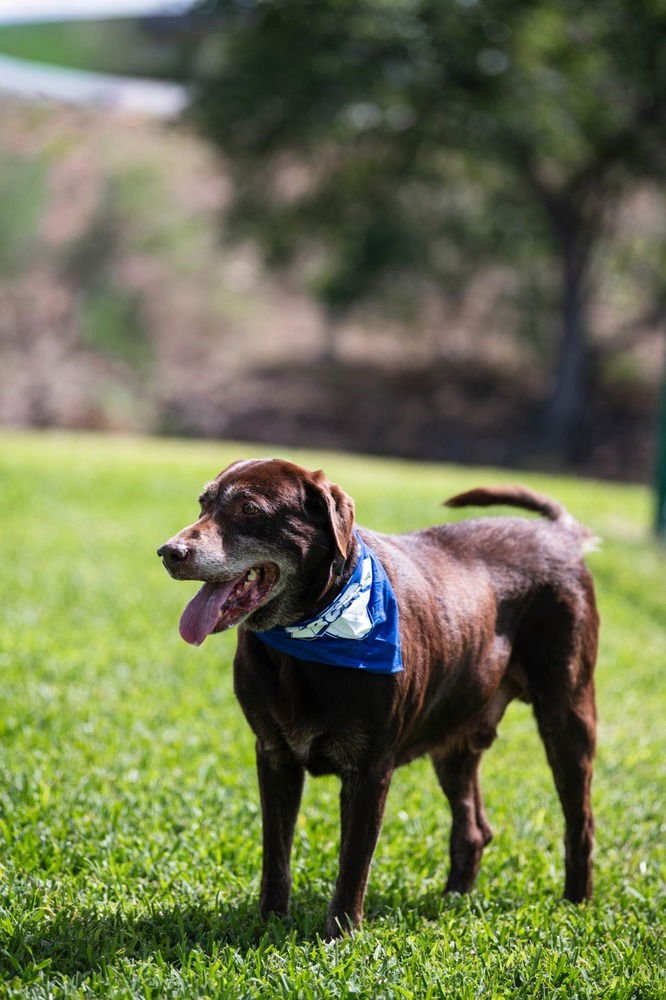 LINCOLN - Labrador Retriever available for adoption