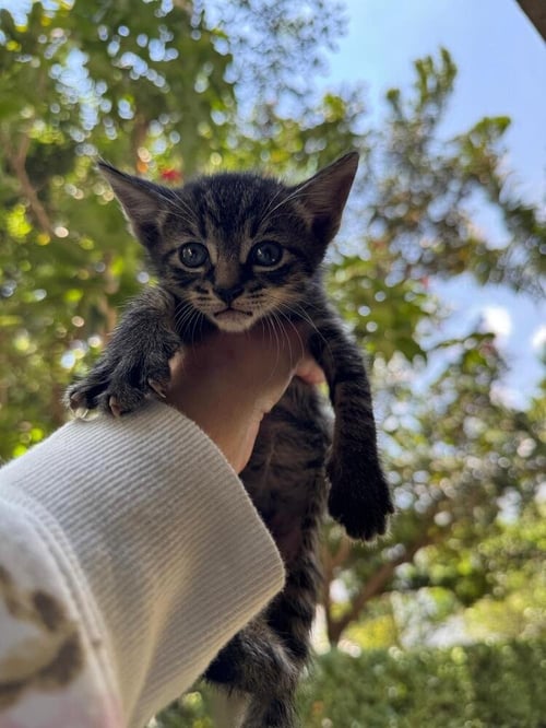 INDIGO - Domestic Short Hair available for adoption