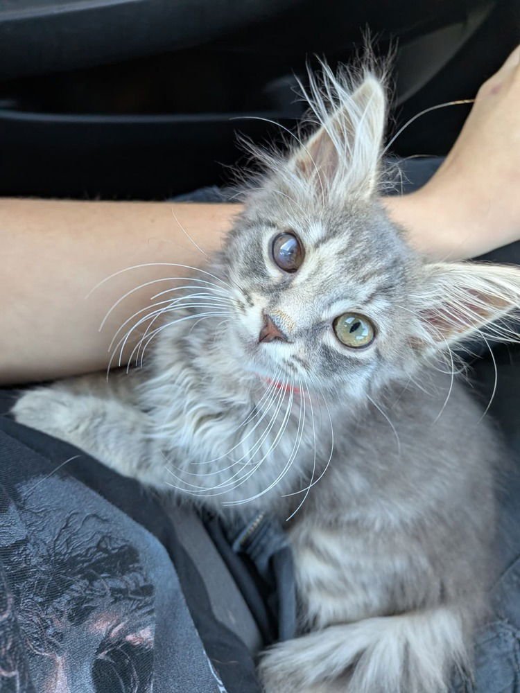 LALA - Domestic Medium Hair available for adoption