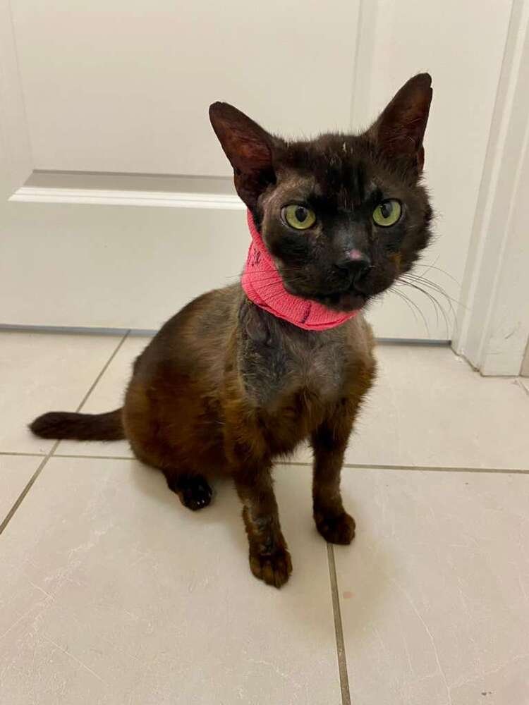 TOMATILLO - Domestic Short Hair available for adoption