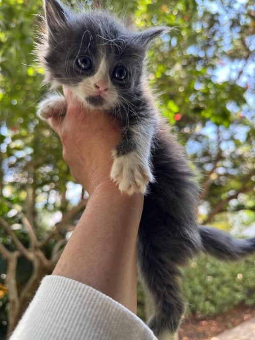 AMETHYST - Domestic Long Hair available for adoption